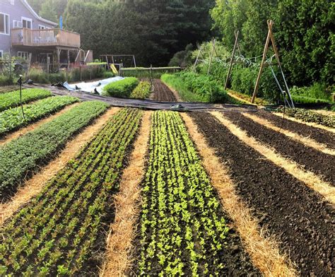 Queen City Acres Winning Formula Fresh Veggies From Backyard Farm To