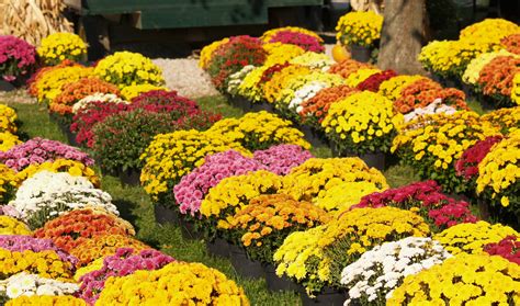 How To Make This Falls Potted Mums Last Until Next Spring