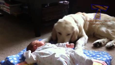 Dogs And Cats Protecting Babies Cute Animal Compilation Youtube