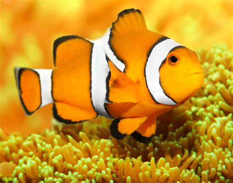 Reef Chasers Ocellaris Clownfish Care Guide