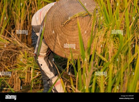 Harvest Season A Woman Farmer Harvesting Ripe Rice By Hand Sickle On Yellow Rice Field Woman