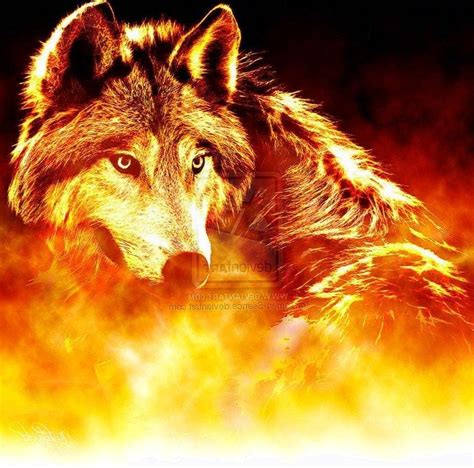 Cool Fire Wolf Wallpapers Top Free Cool Fire Wolf Backgrounds