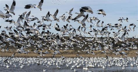 Nature Up Close Bird Migration Cbs News