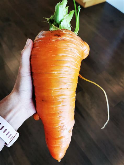 This Absolute Unit That Came From My Garden Today A Single Carrot That