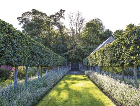 Pin By Jjml On Pleached Trees Landscape Design Beautiful Gardens Hedges