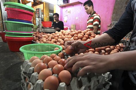 Telur ayam kampung (kg/21 butir). Harga telur ayam di Cianjur melambung - ANTARA News Jawa Barat
