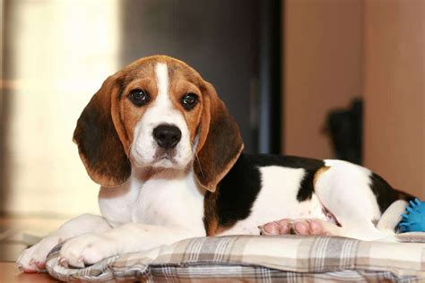 Are Beagles Good Dogs Pros And Cons Of The Beagle Breed