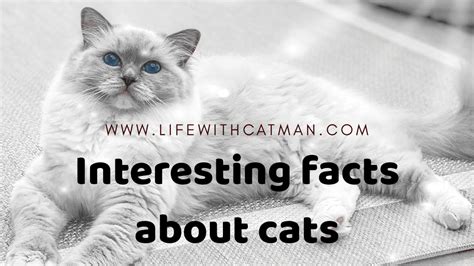 18 Interesting Cat Facts That You Probably Didnt Know Catman