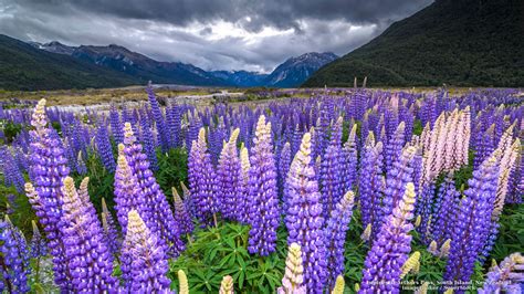 Lupines At Arthurs Pass South Island New Zealand South Island Free