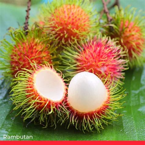 25 Exotic Fruits You Need To Try At Least Once Sesomr