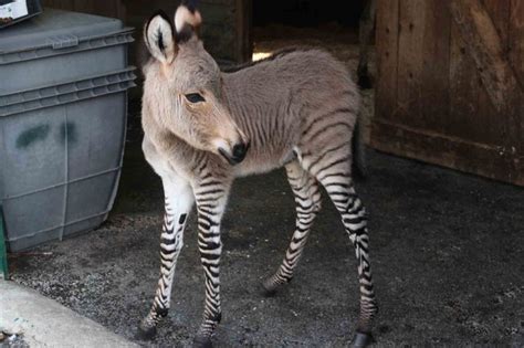 Ippo The Baby Zonkey A Cross Between A Zebra And A Donkey