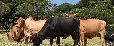 Brachiaria Grass A Climate Smart ‘wonder Grass For Livestock Farmers