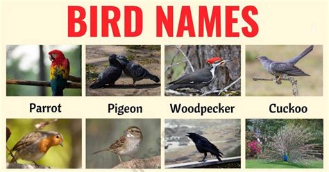 Bird Names Different Types Of Birds In English With The Picture Artofit