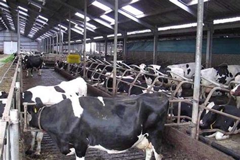 Pulau sumbawa merupakan salah satu sentra peternakan sapi potong di indonesia. Denah Kandang Sapi Limosin : Sistem Perkandangan Ternak ...