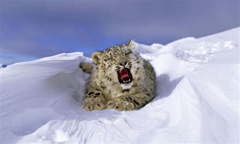 Where Do Snow Leopards Live And Nine Other Snow Leopard Facts