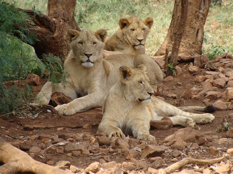 Free photo: Pride of Lions - Animal photography, Mammal, Wildlife ...