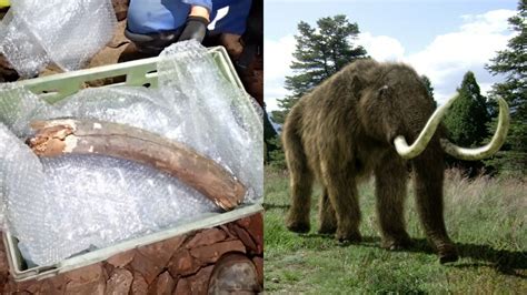 Woolly Mammoth Remains From The Ice Age Found In England Inside Edition