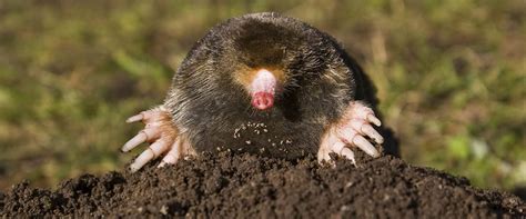 How To Id And Control Gophers Moles And Voles Infographic