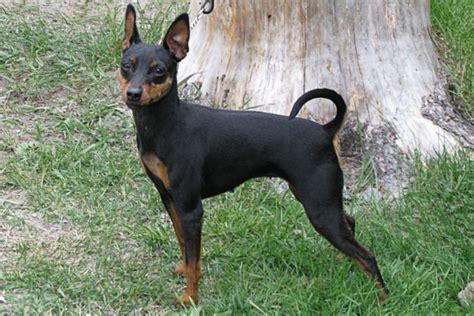 Show, working, and/or pet puppies. Miniature Pinscher Puppies for Sale from Reputable Dog ...