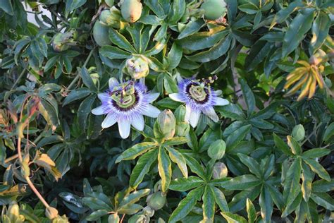 Two Passion Flowers In The Passion Flower Tree Stock Image Image Of Produce Herb 181753187