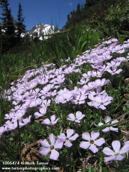 Phlox Diffusa Spreading Phlox Wildflowers Of The Pacific Northwest