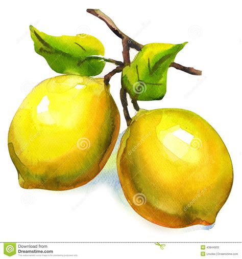 Branche Des Citrons Avec Des Feuilles Disolement Illustration Stock