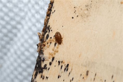51 Bed Bug Pictures Real Photos Of Bed Bug Bites