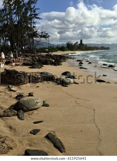 Laniakea Beach North Shore Oahu Look Stock Photo 611925641 Shutterstock