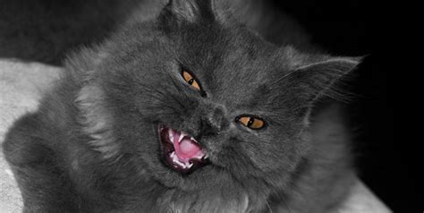 Another possible reason why a cat might demonstrate apparent unprovoked aggression is when aggression is transferred from one animal to another. Cat Aggression - Aggressive Pets - The Ark Vet, Palmerston ...