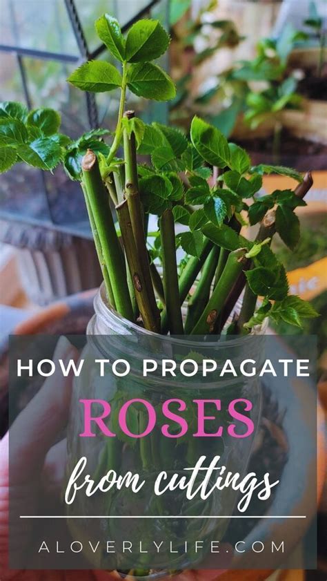 How To Propagate Roses From Cuttings In 2021 How To Propagate Roses