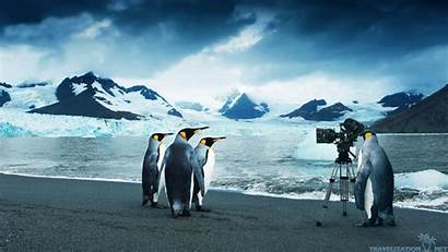 Penguin Desktop Penguins Wallpapers Background 4k Moving