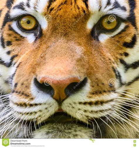 Wild Young Tiger Portrait Stock Photo Image Of Panthera 73292770