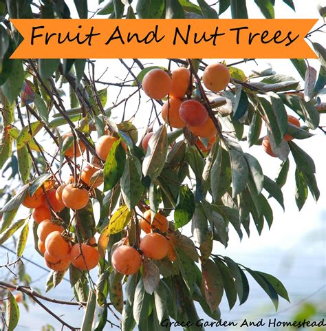 Starting Out With Fruit And Nut Trees What To Consider Gardening For