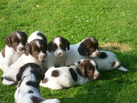 Find english springer spaniel puppies and breeders in your area and helpful english springer spaniel information. Stunning English Springer Spaniel Puppies | Belper ...
