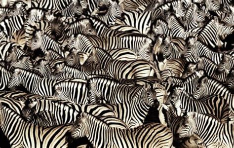 Why Marketing Jargon Is Like A Zebras Stripes