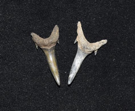 Ancient Sharks Lost Teeth From Millions Of Years Ago In Antarctica