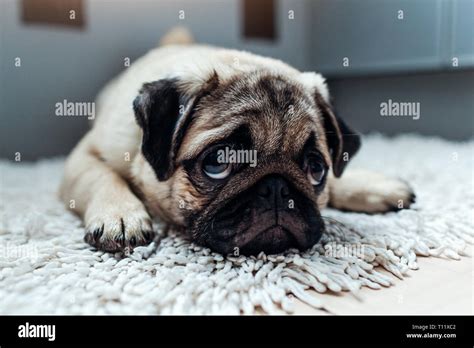 Sad Pug Dog Was Punished And Left Alone On The Kitchen Stock Photo Alamy