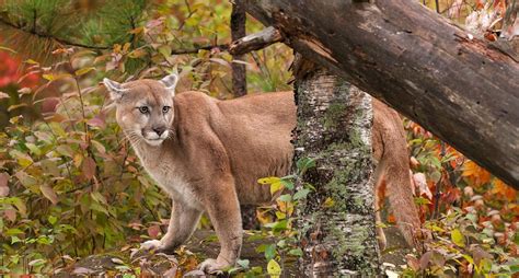 16 Year Old Hunter Catches Rare Cougars On Camera