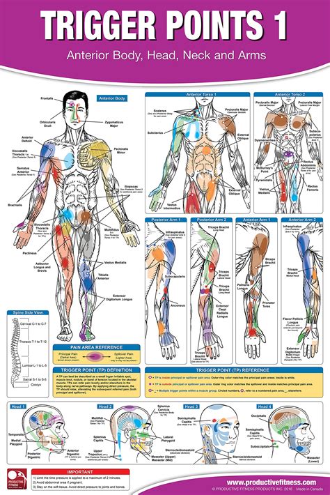 Trigger Point Therapy Chart Poster Set Acupressure Charts Myofascial