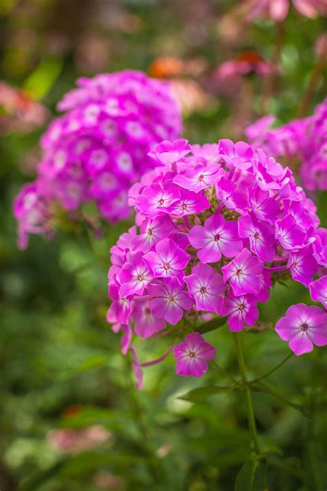 Tall Garden Phlox Perennial Tall Garden Phlox Fragrant