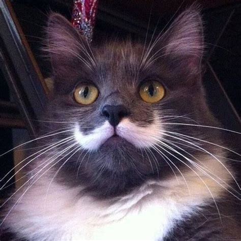15 Best Cats With Beards And Goatees Images On Pinterest Kitty Cats