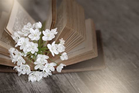 무료 이미지 화이트 꽃잎 늙은 봄 닫기 신부 정물 오래된 책 꽃들 익숙한 도서 페이지 꽃다발 알리움 꽃