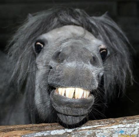 40 Very Funny Horse Face Pictures And Images Funnyexpo
