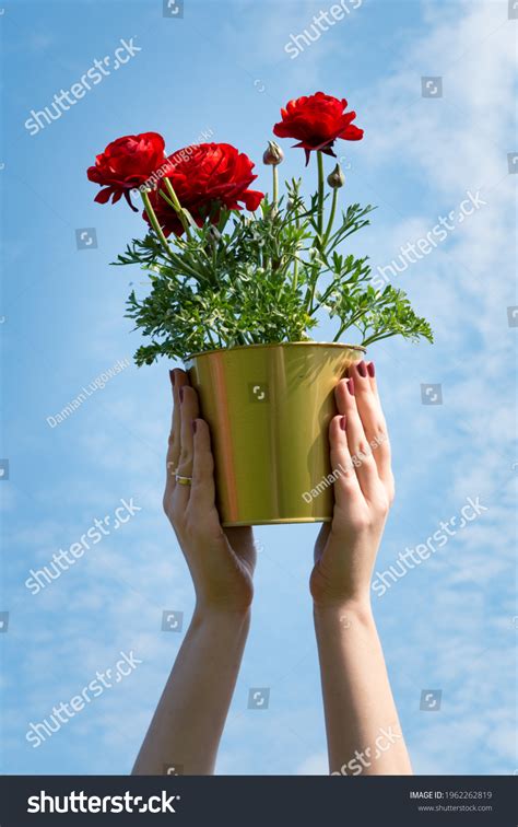 Hands Holding Blooming Red Asian Buttercup Stock Photo