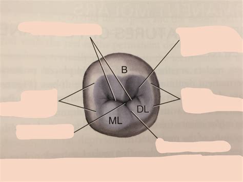 Mandibular 2nd Premolar Occlusal Diagram Quizlet