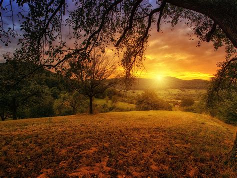 Tree Sun Aesthetic Dawn Landscape Panorama 4k Wallpaper 4k
