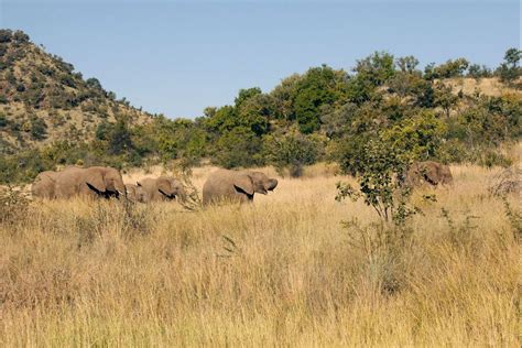 Elephants In Pilanesberg Game Reserve North West Province Flickr