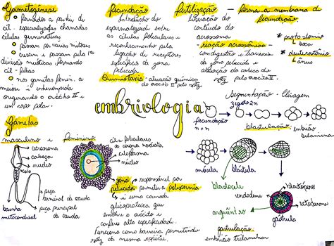 Mapa Mental Sobre Embriologia EDUBRAINAZ