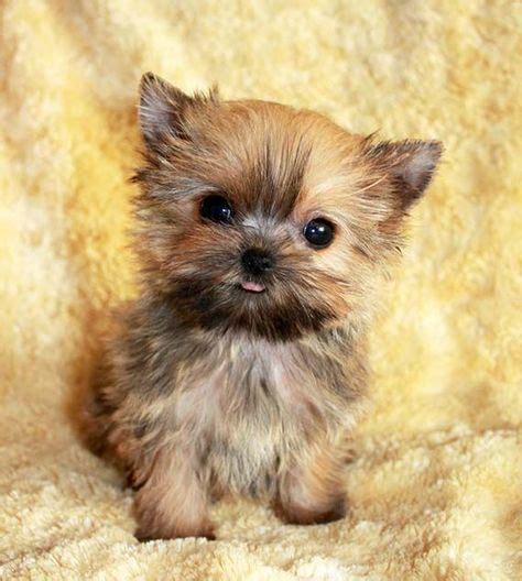 Teacup Morkie Yorkiemaltese Adult Size 3lbs Animales Perros