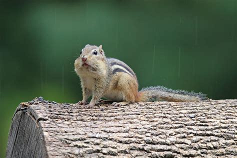 Chipmunk In The Rain Photograph By Sue Feldberg Pixels